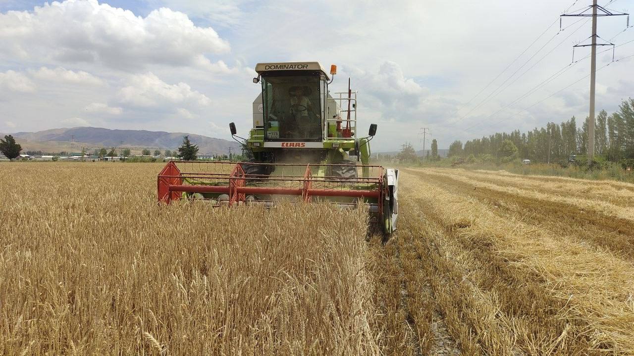 В Андижане коса упала на тезпишарскую пшеницу