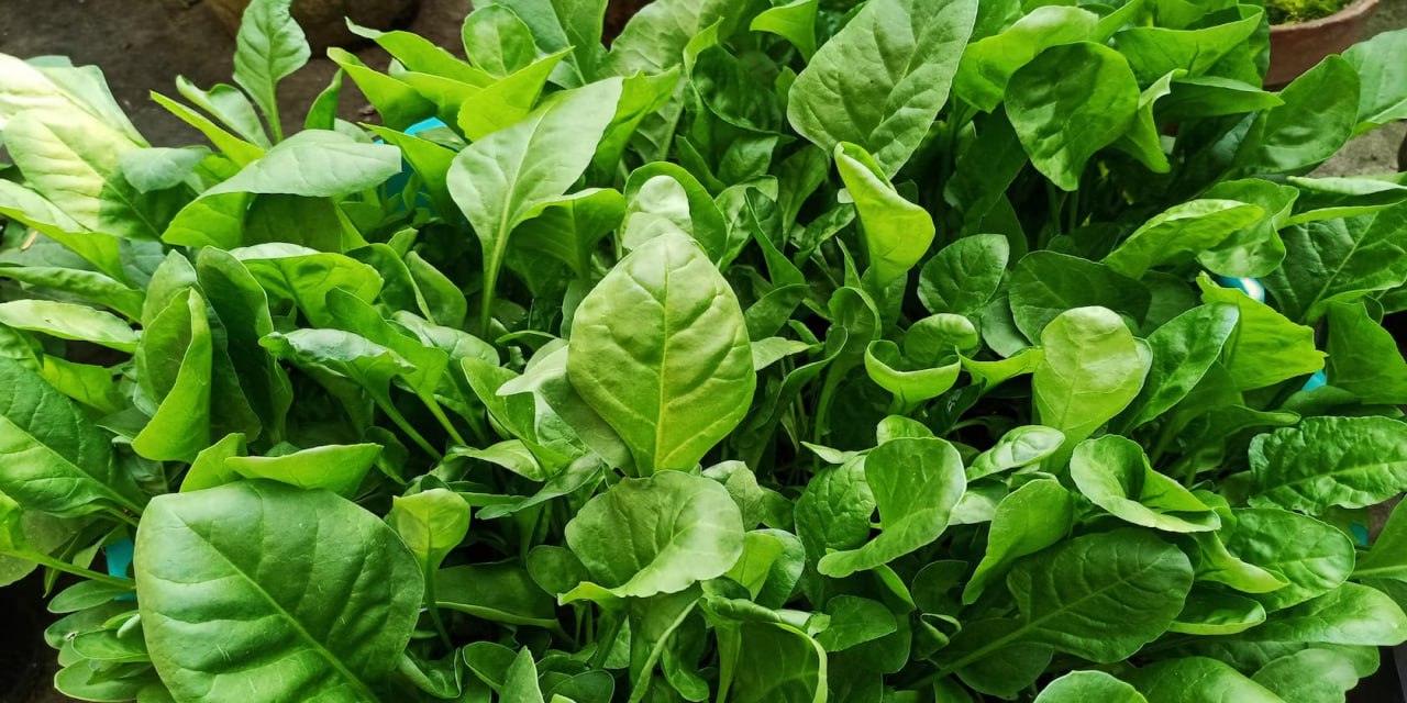 Шпинат – богатая и прибыльная культура