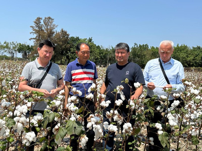 Xitoyning dunyoga mashhur Xinjiang Jinghua Seed urug‘chilik kompaniyasi bilan O‘zbekiston mahalliy g‘o‘za navlariga BT genini tezkor o‘tkazish (8 oy) va tola chiqimini (45 foiz) oshishini nazorat…