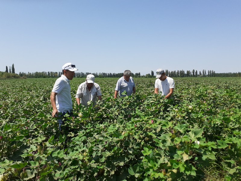 Fargona_avgust