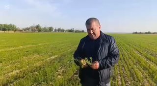 Lalmikor dehqonchilik ilmiy-tadqiqot instituti "Moyli va noan'anaviy ekinlari seleksiyasi va urug'chiligi laboratoriyasi" mudiri Sherali Oripov lalmikor maydonlarida moyli ekinlarga biostumliyatorlar…