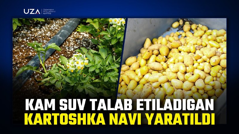 Toshkent ertakisi” — yangi, o‘ta tezpishar kartoshka navi