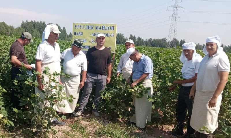 Namangan viloyati Agroxizmatlar markazi mutaxassislari To`raqo`rg`on tumani "Sharobiddin Boburbek" fermer xo`jaligida 2023 yil xosili uchun urug`lik paxta yetishtirilayotgan maydonlarda sara urug`…
