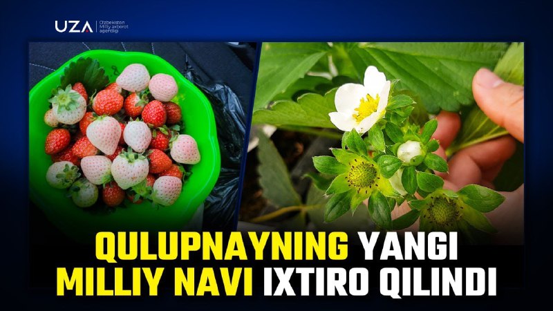 Qulupnayninng yangi navini yaratish ustida izlanish