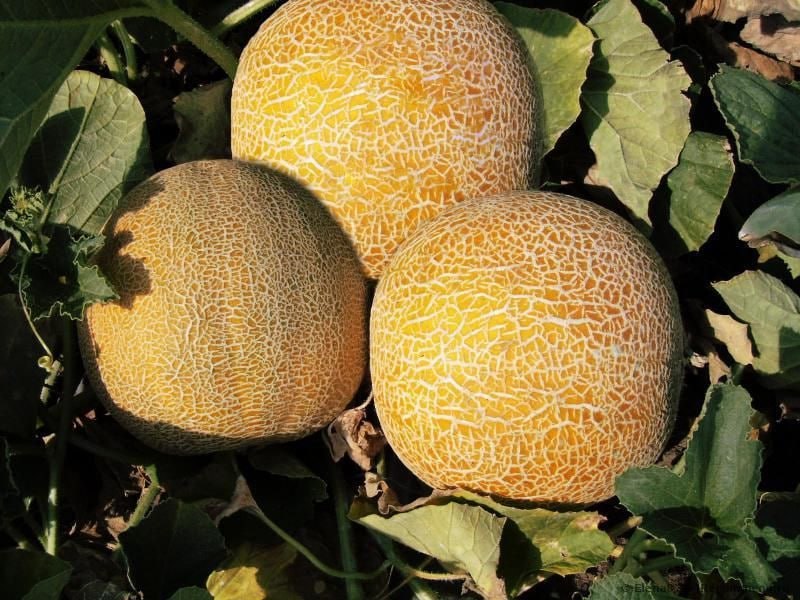 Yurt_nematlari