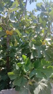 Anjir haqida siz nimalarni bilasiz?