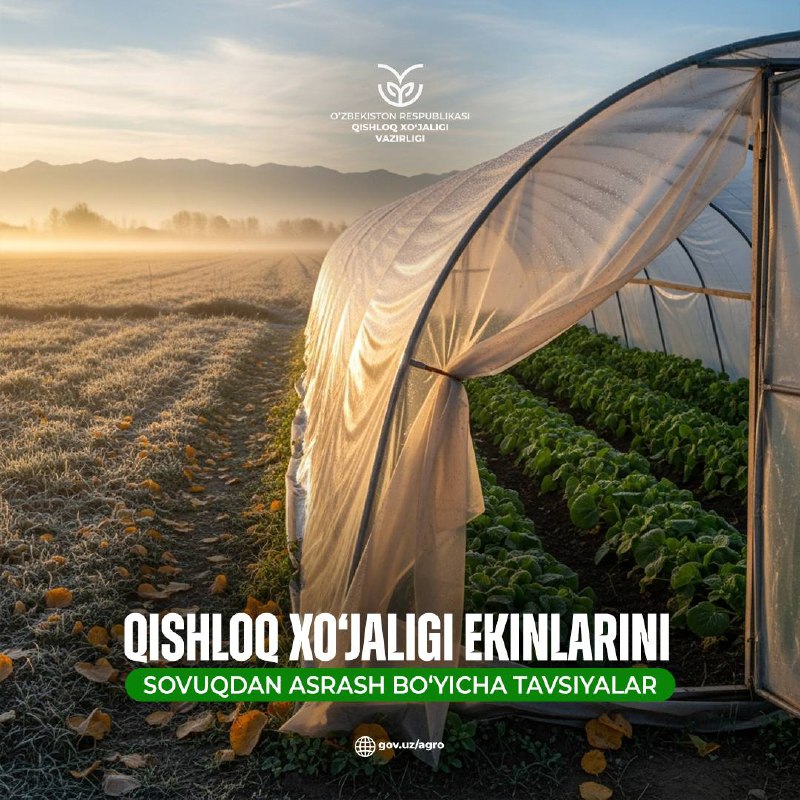 Qishloq xo‘jaligi ekinlarini sovuqdan asrash bo‘yicha tavsiyalar
