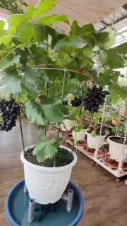 Хonadon sharoitida, tuvakda ham uzum o‘stirish mumkin ekan!