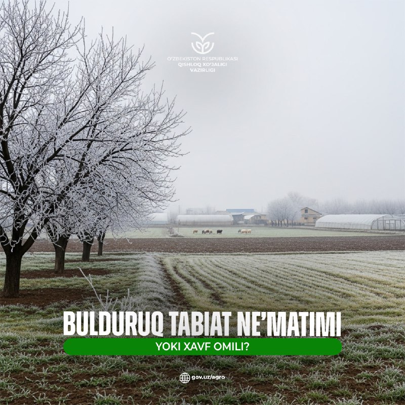 Bulduruq — tabiat ne’matimi yoki xavf omili?