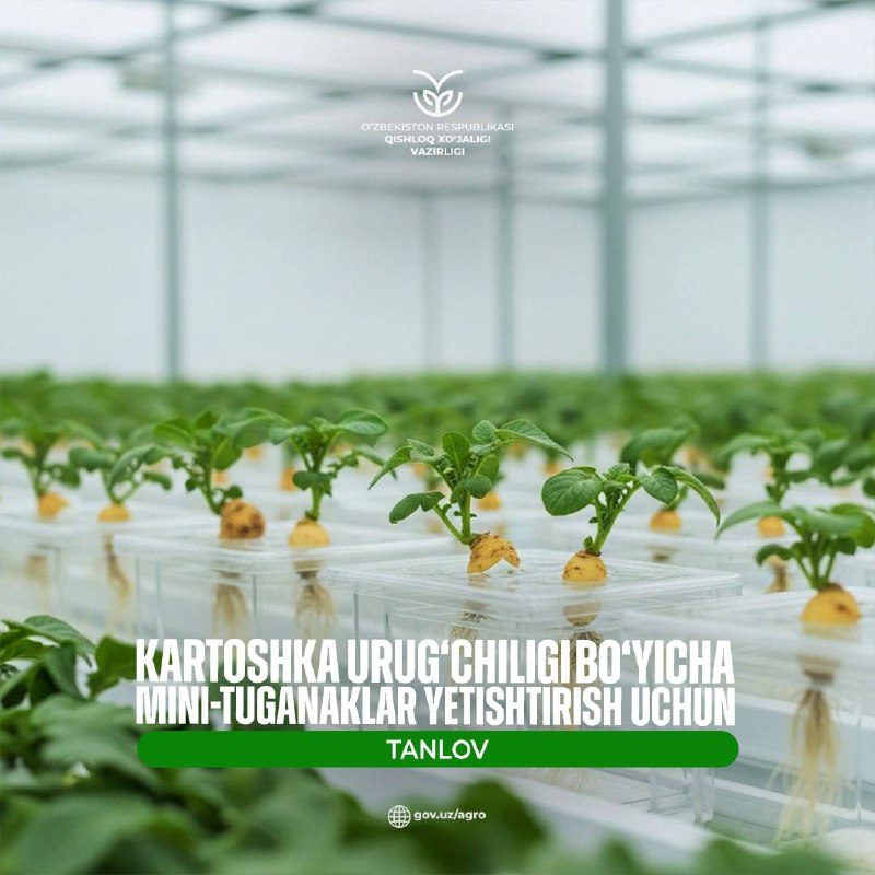 Kartoshka urug‘chiligi bo‘yicha mini-tuganaklar yetishtirish uchun tanlov e’lon qilinadi