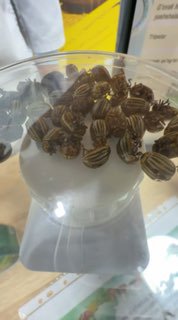 Kolorado qo‘ng‘iziga qarshi yangi biologik preparat yaratildi