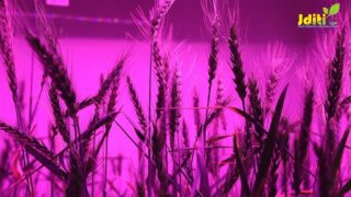 Speedbreeding – Kelajak hosilini bugundan yarat!