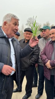 Azotli o‘g‘itni kechiktirish oqibati