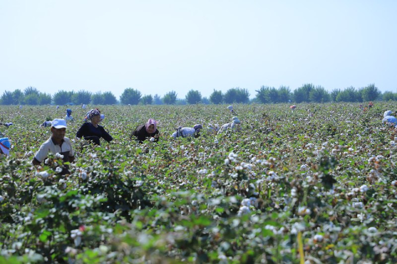 Namangan viloyati Agroxizmatlar markazi mutaxassislari To`raqo`rg`on tumanida 2022 yil hosili uchun terilayotgan paxta maydonlarini ko`zdan kechirishmoqda hamda paxta hosilini yig`ishga yordam…