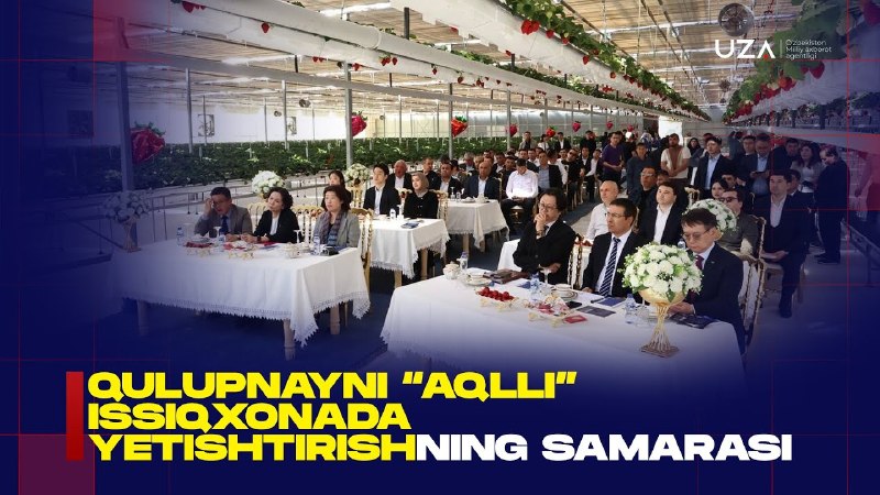 Toshkent viloyati Yuqori Chirchiq tumanida O‘zbekiston–Koreya hamkorligida qulupnay yetishtirishga ixtisoslashgan smart issiqxona o'z ish faoliyatini boshladi. Loyiha Koreya Respublikasining…