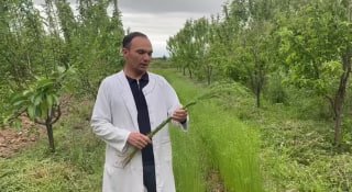 O‘zbekistonda ilk bor tolali zig‘ir ekib yetishtirildi