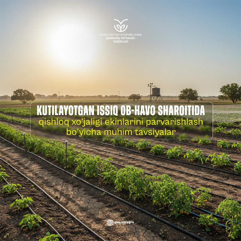 Kutilayotgan issiq ob-havo sharoitida qishloq xo‘jaligi ekinlarini parvarishlash bo‘yicha muhim tavsiyalar