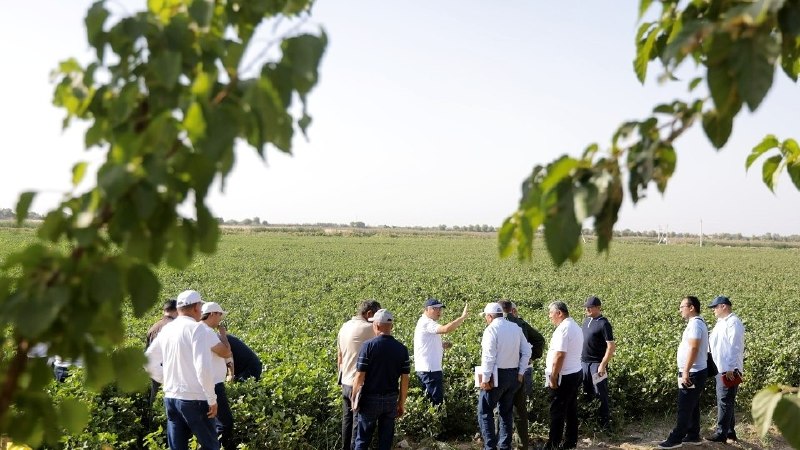 Paxtachilikda sifat, intizom va ilmiy yondashuv — yuqori hosildorlik garovi