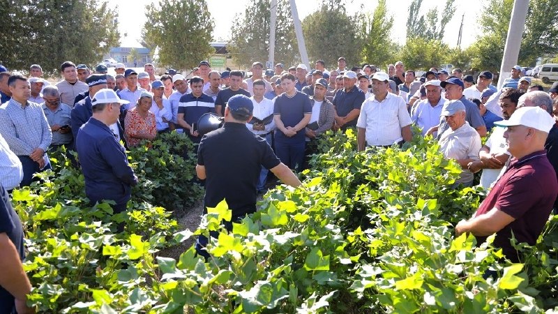 G‘o‘za hosili bugungi parvarishga bog‘liq: Qashqadaryoda ilmiy yondashuvga asoslangan amaliy seminar o‘tkazildi