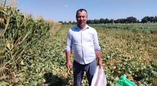 Janubiy dehqonchilik ilmiy-tadqiqot instituti “Resurs tejamkor texnologiyalarni joriy qilish” laboratoriyasining tajriba maydonida hosildorlikni oshirish bo‘yicha yangi innovatsion…