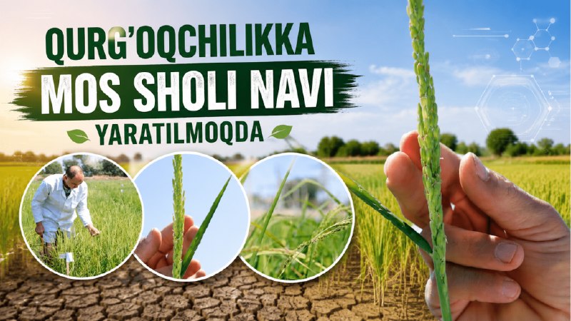 Suv tanqisligi sharoitida qurg‘oqchilikka chidamli sholi navlari yaratilmoqda