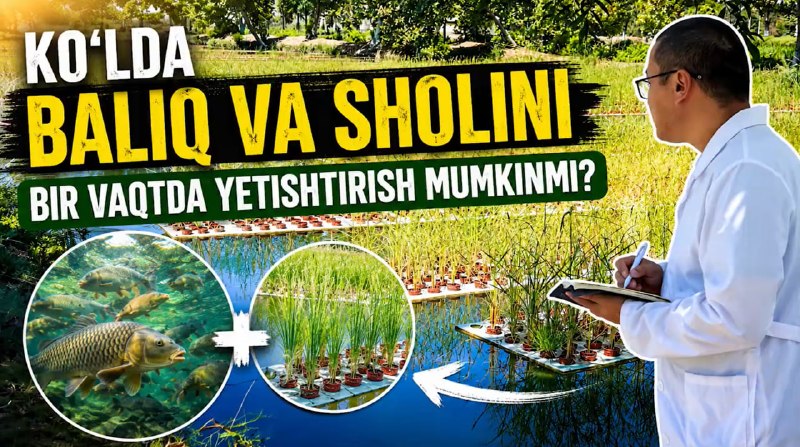 Baliq boqiladigan ko‘lda sholi ham yetishtirilmoqda