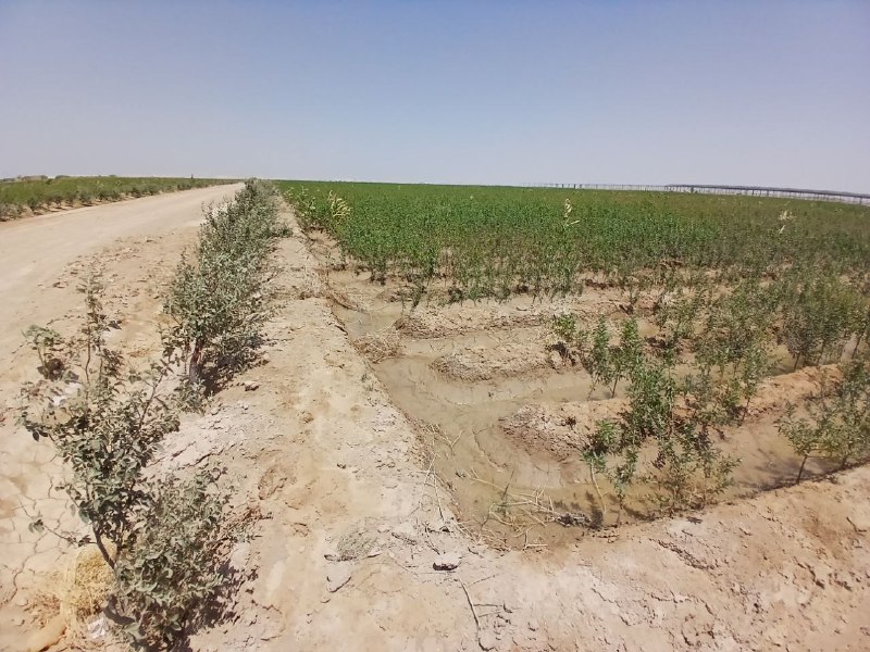 O‘zbekiston tajribasi asosida Afg‘onistonda agroloyihalar rivojlantirilmoqda