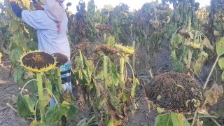 Mavsumiy agrotexnik ishlar davom etmoqda