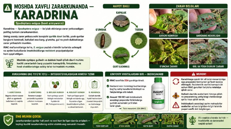 KARADRINA — Mosh uchun xavfli zararkunanda