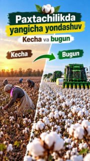 G‘o‘za parvarishida ilmiy yondashuv: kecha va bugun