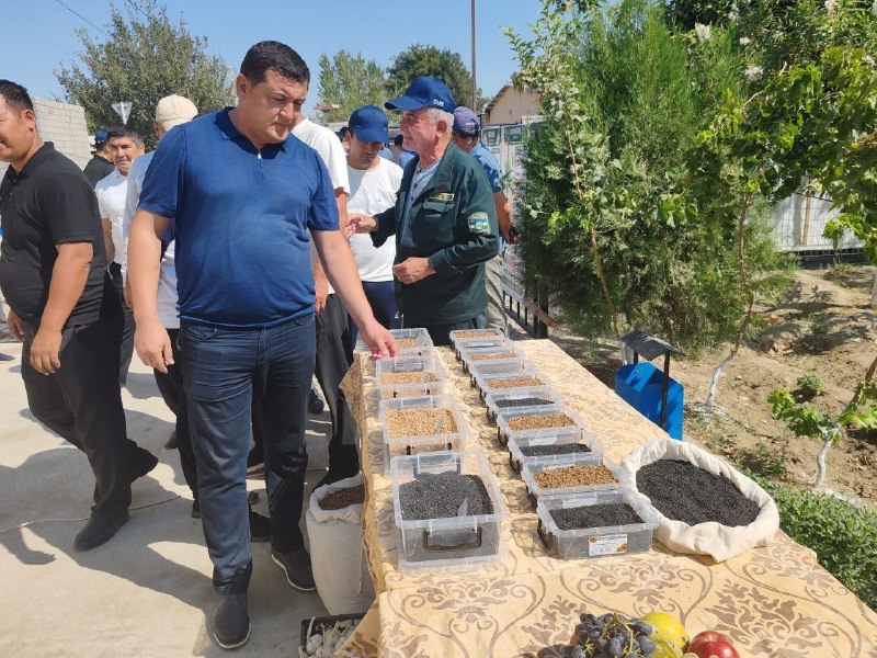 Hozir "to‘qsonbosti" ekkan dehqonning hamyoni bahorda pulga to'ladi!
