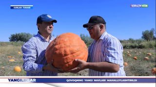 Локализованы новые сорта тыквы