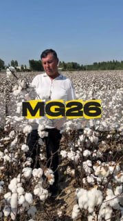 «МГ26» сорт хлопка китайской селекции.