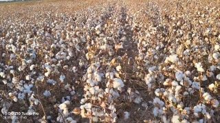 Что дал хлопок, посаженный под белой и красной пленкой?