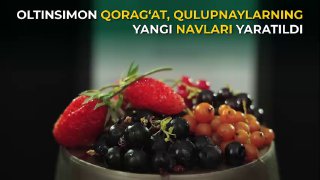 OLTINSIMON QORAG‘AT, QULUPNAYLARNING YANGI NAVLARI YARATILDI