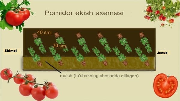 Serhosil pomidor etishtirish uchun tavsiyalar