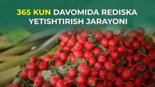 YIL DAVOMIDA REDISKA YETISHTIRISH MUMKINMI?