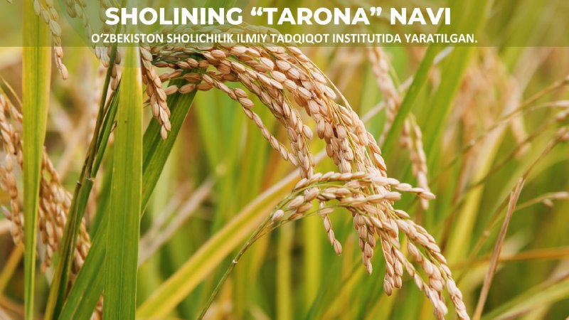 Sholichilik ilmiy tadqiqot institutida yaratilgan yangi "Tarona" navining afzalliklari