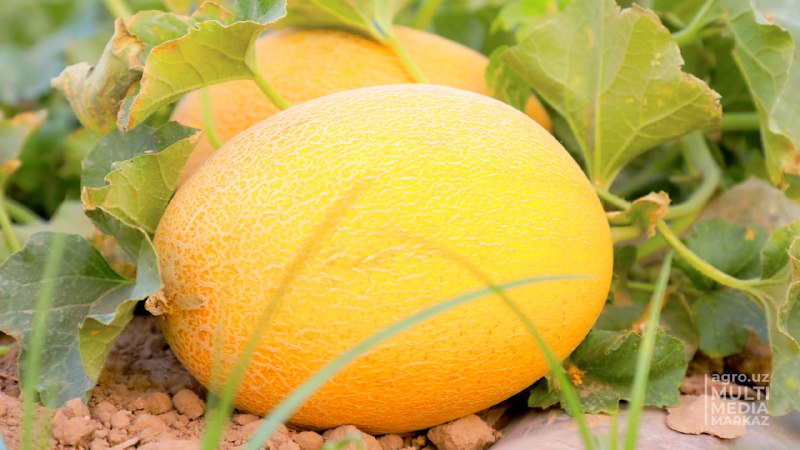 XORAZMDA QOVUN SAYLI O‘TKAZILADI