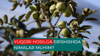 AGRAR SOHA OLIMLARI YUQORI HOSILGA ERISHISHDA NIMALARNI TAKLIF ETMOQDA?