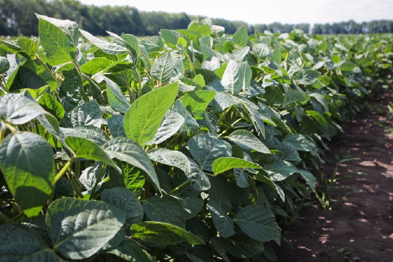 Agrofakt