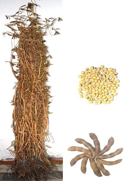 Agrofakt