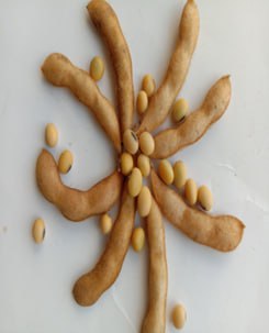 Agrofakt