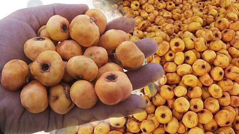 Tabiat in'omi