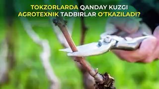 Tokzorlarda qanday kuzgi agrotexnik tadbirlar o'tkaziladi?