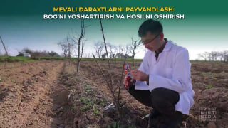 MEVALI DARAXTLARNI PAYVAND QILISH