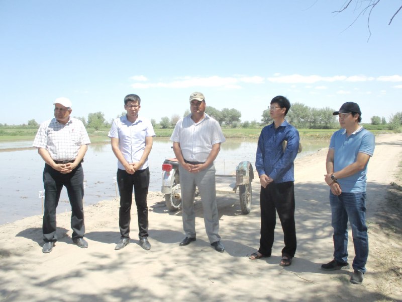 Xorazm viloyati Agroxizmatlar markazi tomonidan Xorazm viloyati Gurlan tumani Chinobod MMTP hududida joylashgan Sholichilik ITI Xorazm filiali dala tajriba maydonida “Xorazm viloyati sharoitida…