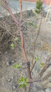 agrotajriba