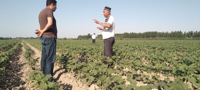 Жорий йилнинг 14 июнь куни Наманган вилоят Агрохизматлар маркази мутахассислари Уйчи тумани "Машад сохибкори", '' Мустакиллик '', “Отабой сулоласи Отабек” фермер хўжаликларидаги дала майдонларда 2022…