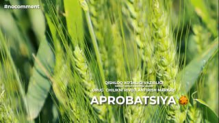 Xabaringiz bor, Qishloq xo’jaligi vazirligi huzuridagi Qashqadaryo viloyati Janubiy dehqonchilik Ilmiy–tadqiqot institutida urugʻlik gʻalla maydonlarida aprobatsiya koʻrigini oʻtkazish boʻyicha…